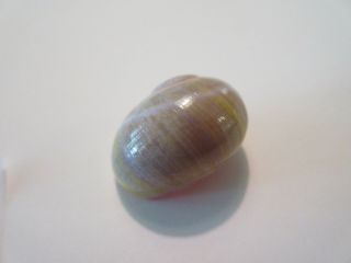 POLYMITA SpEcTaCuLaR Shell 21.  68 mm Absolutely Gorgeous Very RaRe Color 5