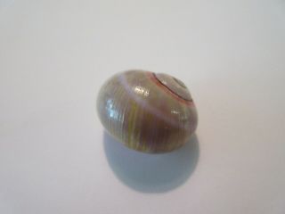 POLYMITA SpEcTaCuLaR Shell 21.  68 mm Absolutely Gorgeous Very RaRe Color 6