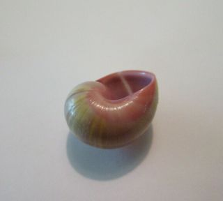 POLYMITA SpEcTaCuLaR Shell 21.  68 mm Absolutely Gorgeous Very RaRe Color 7