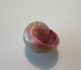 POLYMITA SpEcTaCuLaR Shell 21.  68 mm Absolutely Gorgeous Very RaRe Color 8