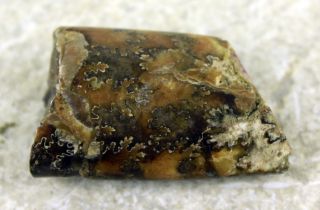 Fossil Baculite 1802 From South Dakota Pierre Shale