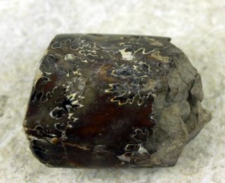 Fossil Baculite 1804 From South Dakota Pierre Shale