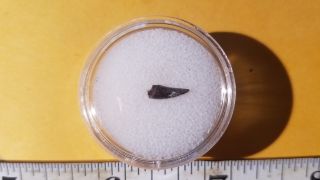 10 Fossil Eryops Tooth From Permian Age Ryan Formation From Oklahoma