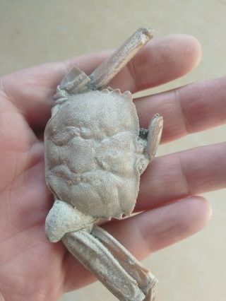 Rare Preciou Crab Fossil Specimen Madagascar Af02