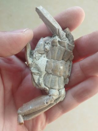 Rare preciou Crab Fossil specimen Madagascar Af02 2