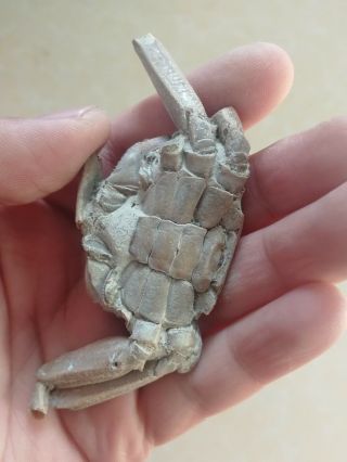 Rare preciou Crab Fossil specimen Madagascar Af02 3