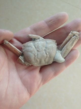 Rare preciou Crab Fossil specimen Madagascar Af02 4