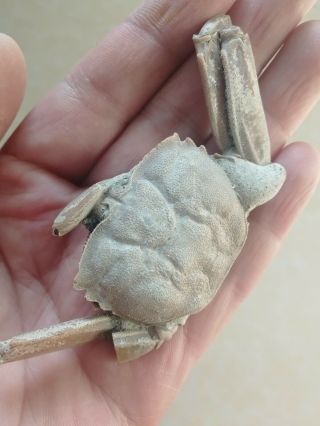 Rare preciou Crab Fossil specimen Madagascar Af02 5