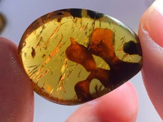 2.  78g Strange Unknown Plant Burmite Myanmar Amber Insect Fossil Dinosaur Age