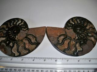 (1) Madagascar Ammonite 4 And 7/8 " Wide
