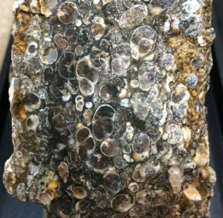Ocl - Extra Thick Turritella Agate Rough - Wyoming - 15.  42 Lbs.