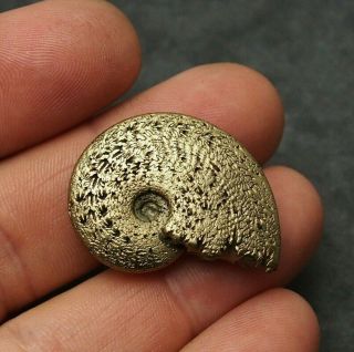 34mm Ammonite Pyrite Mineral Fossil Fossilien Ammoniten France
