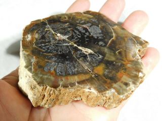 A Polished Petrified Wood Fossil From The Circle Cliffs Utah 251gr E