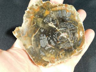 A Polished Petrified Wood Fossil From The Circle Cliffs Utah 251gr e 2