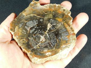A Polished Petrified Wood Fossil From The Circle Cliffs Utah 251gr e 3