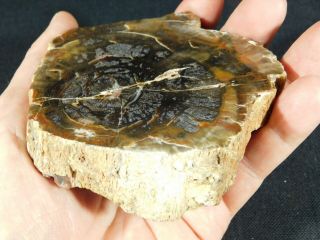 A Polished Petrified Wood Fossil From The Circle Cliffs Utah 251gr e 4