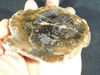 A Polished Petrified Wood Fossil From The Circle Cliffs Utah 251gr e 5