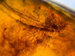 unique unknown hair Burmite Myanmar Burmese Amber insect fossil dinosaur age 3