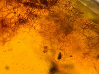 unique unknown hair Burmite Myanmar Burmese Amber insect fossil dinosaur age 4
