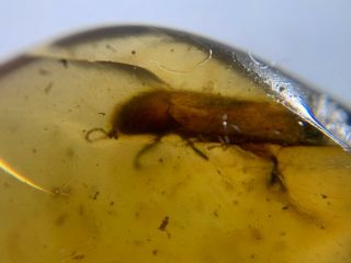 Unique Uncommon Beetle Burmite Myanmar Burmese Amber Insect Fossil Dinosaur Age