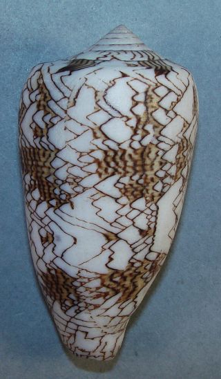 Conus Textile 77.  10mm Choice Pattern Specimen E.  Samar Island,  Philippines