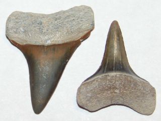 Upper & Lower Florida Fossilized Mako Shark Tooth Fossil Teeth Miocene Epoch