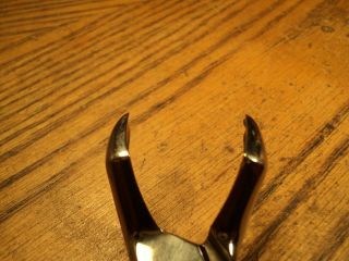 Vintage Sklar Stainless Dental Extractor Pliers Tool No.  53 R - 7 - 1/4 