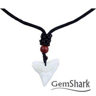Real Upper Shark Tooth Necklace 0.  9 Inch Black Cord Surfer Choker Pendant
