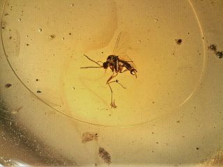 Burmese Fossil Cretaceous Amber/burmite Diptera Fly Insect Inclusions Of24 0.  4g