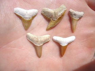 5 Orange Bone Valley Florida Shark Teeth Fossils Sharks Tooth Megalodon Mako Fl
