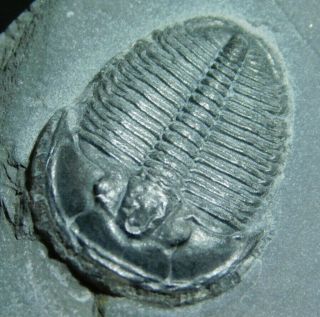 A Perfect Little Cambrian Era Elrathia Trilobite Fossil From Utah 78.  6gr E E