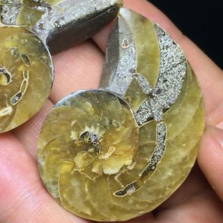 1Pair of cut Split pearly nautilus Ammonite Fossil Specimen Shell Healing A6085 5