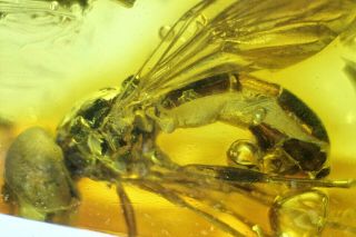 Large Fossil Hover Fly In Baltic Amber Millions Of Years Old