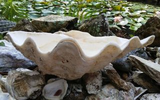 Giant Tridacna Gigas Clam Shell With Sealife Top And Bottom
