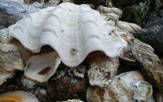 Giant Tridacna Gigas Clam Shell White With Tiny Seashells