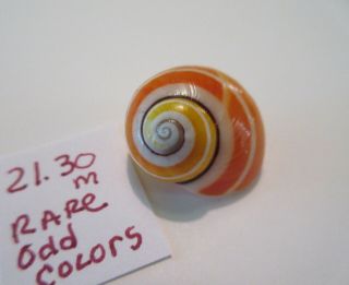 Polymita Spectacular Shell 21.  30 Mm Absolutely Gorgeous Rare