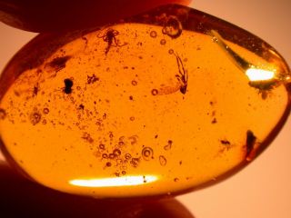 7 Insects With Spider,  Water Bubble Enhydro In Authentic Dominican Amber Fossil