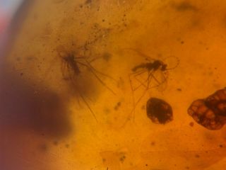 4 Mosquito Flies&unknown Plant Burmite Myanmar Amber Insect Fossil Dinosaur Age