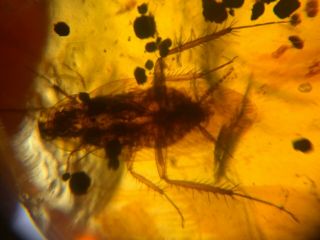 Big Adult Roach Burmite Myanmar Burmese Amber Insect Fossil Dinosaur Age