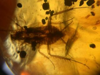 big adult roach Burmite Myanmar Burmese Amber insect fossil dinosaur age 2