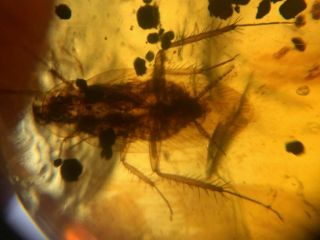big adult roach Burmite Myanmar Burmese Amber insect fossil dinosaur age 3