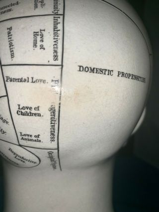 Vintage PORCELAIN PHRENOLOGY HEAD BUST 12 