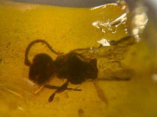 Big Hymenoptera Wasp Bee Burmite Myanmar Burma Amber Insect Fossil Dinosaur Age