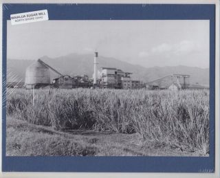 Historic Waialua Sugar Company Silver Halide Photo On 8x10 " Blue Matt