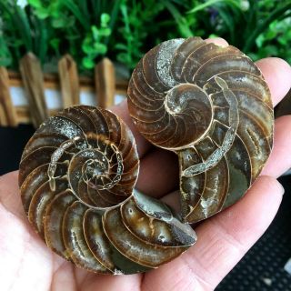 82g1pairs Of Split Ammonite Nautilus Fossil Specimen Shell Healing Madagascar