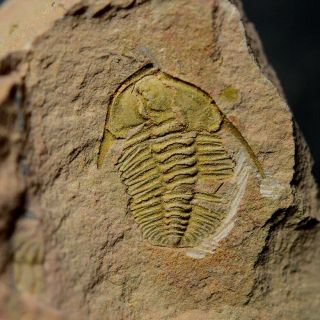 Fossils Trilobite Sinosaukia Daliensis,  Interest,  Cool 4