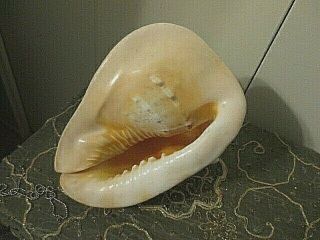 Large Queen Pink Conch Shell 9 Inch Slit Nautical/beach Cottage 11 "