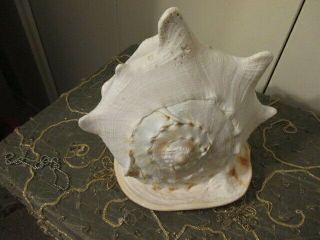 Large Queen Pink Conch Shell 9 inch Slit NAUTICAL/BEACH COTTAGE 11 