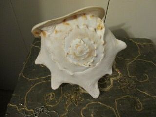 Large Queen Pink Conch Shell 9 inch Slit NAUTICAL/BEACH COTTAGE 11 