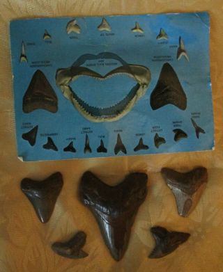 Group Of 2 Megalodon Fossil Shark Teeth,  Post Card List,  Other Shark Teeth